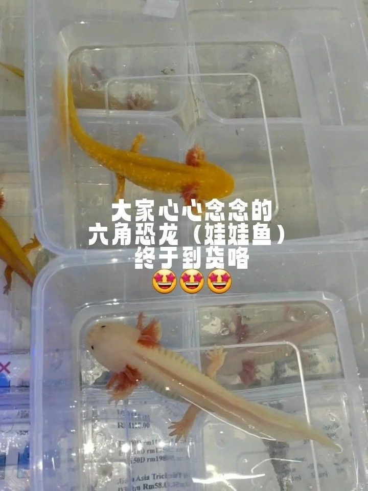 六角恐龍魚可以和其他什么魚混養：六角恐龍魚可以和什么一起養