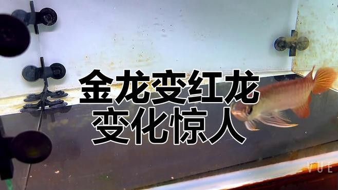 如何拍攝紅龍魚成長過程視頻：拍攝紅龍魚成長過程視頻需要結合飼養管理、拍攝技巧和后期處理