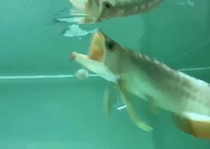 龍魚如何適應現代環境：龍魚入缸全攻略