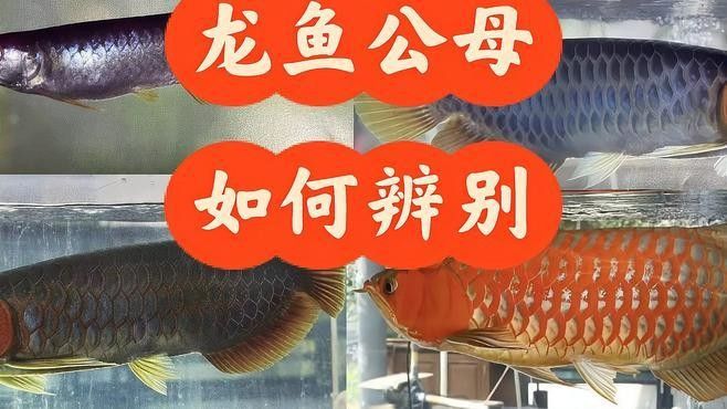 如何區(qū)分紅龍魚的雌雄？：紅龍魚公母分辨全攻略