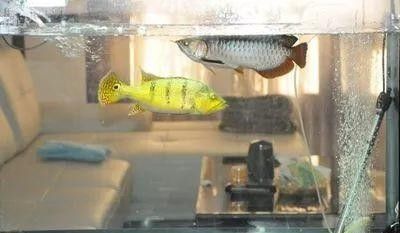 巴西亞魚和金龍魚的最佳混養(yǎng)比例：巴西亞魚與金龍魚混養(yǎng)時(shí)需綜合考慮體型、攻擊性及空間分配