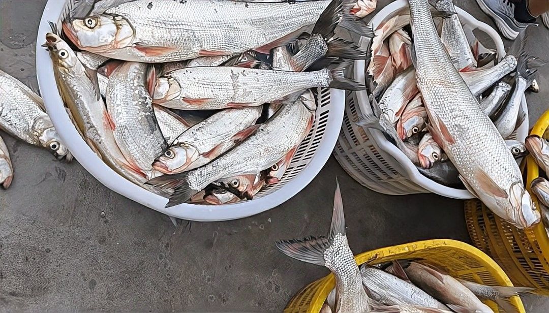 翹嘴龍魚的價格是多少？：翹嘴魚的價格因品種、規格和銷售渠道差異較大