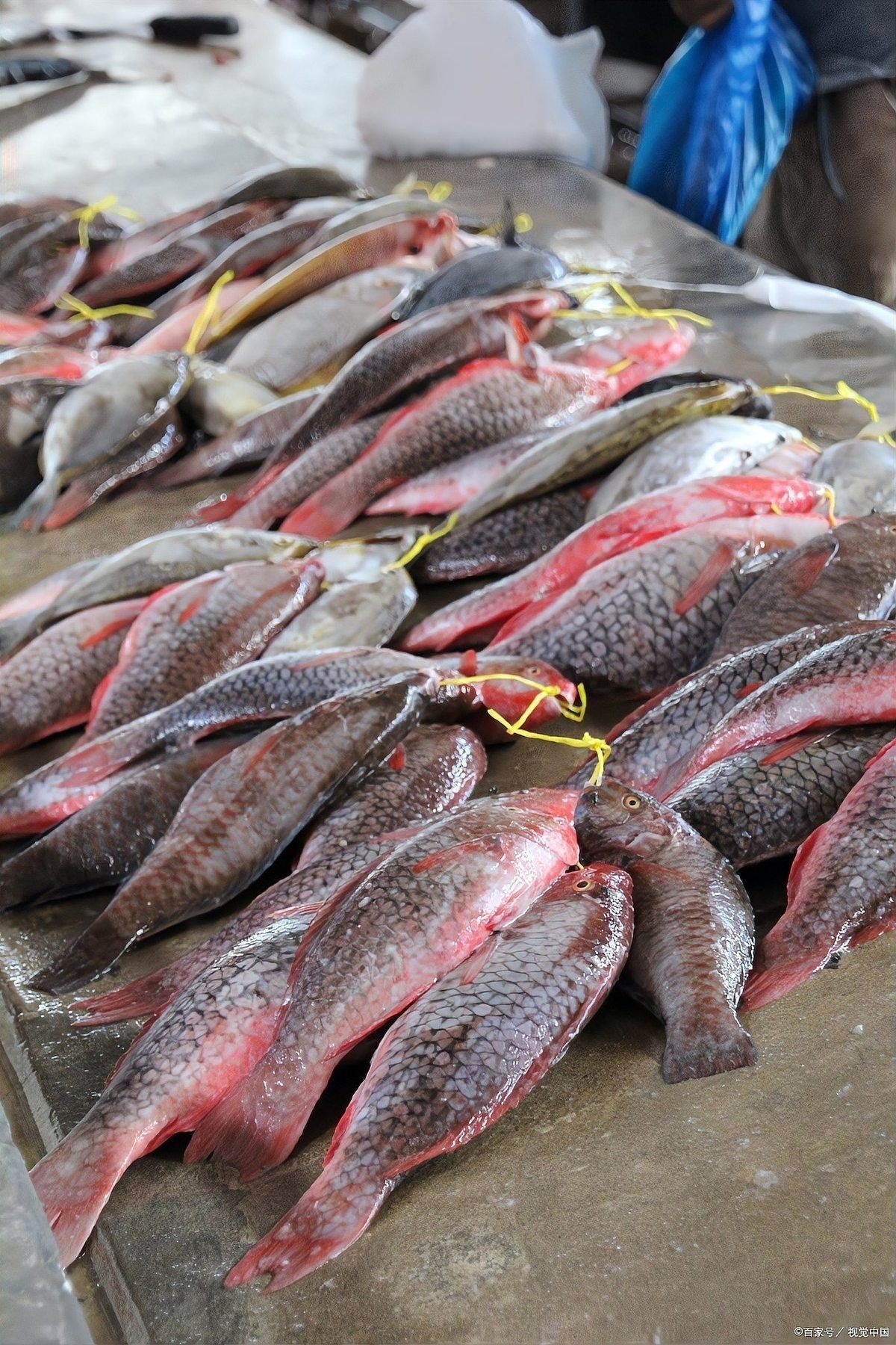 翹嘴龍魚的價格是多少？：翹嘴魚的價格因品種、規格和銷售渠道差異較大