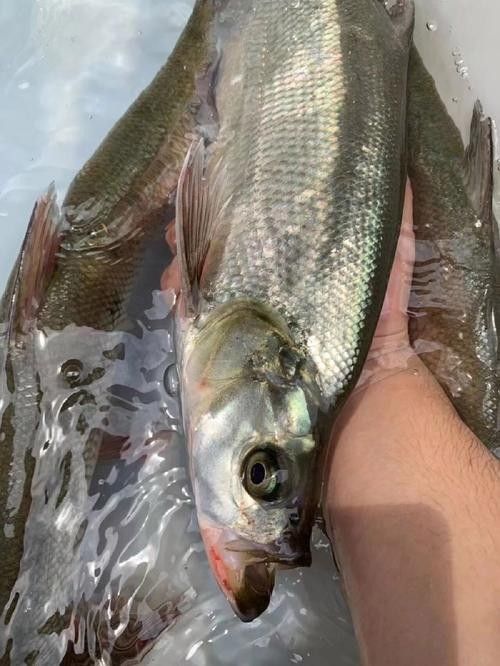 翹嘴龍魚的價格是多少？：翹嘴魚的價格因品種、規格和銷售渠道差異較大
