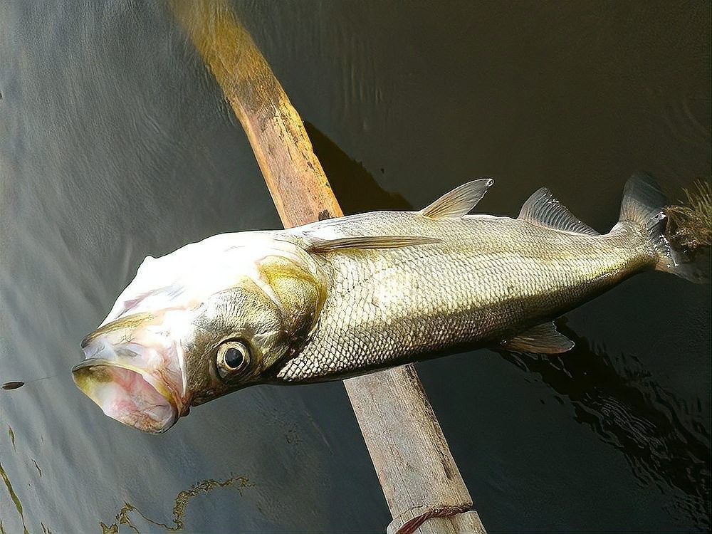 翹嘴龍魚的價格是多少？：翹嘴魚的價格因品種、規格和銷售渠道差異較大