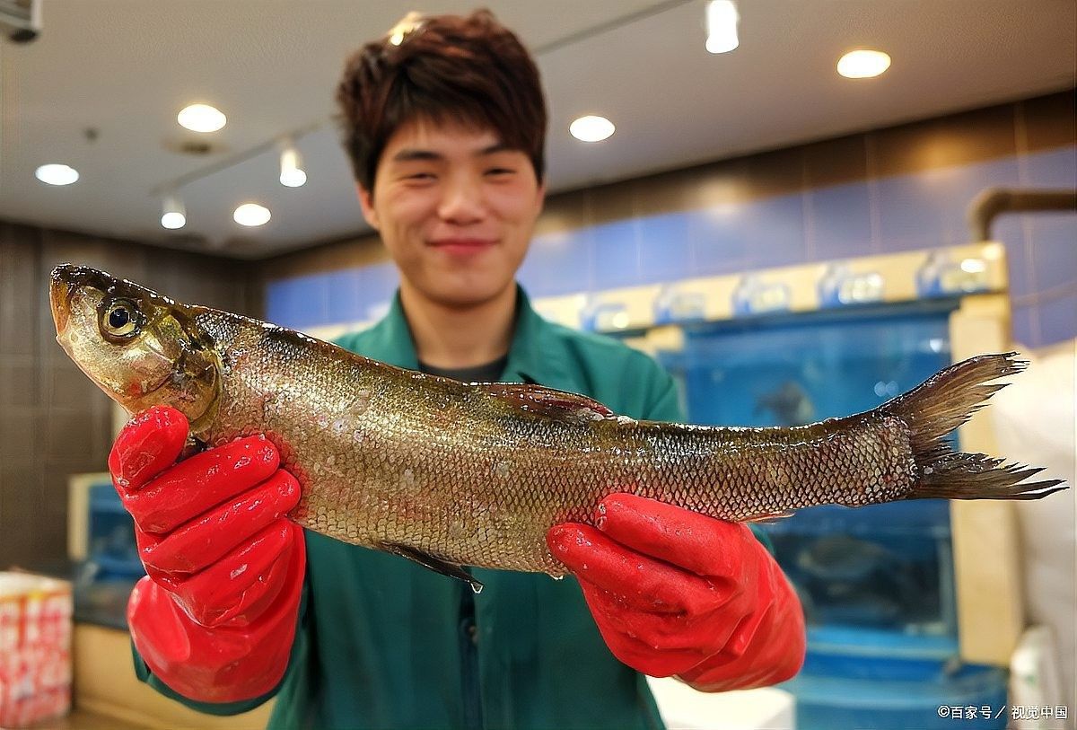 翹嘴龍魚的價格是多少？：翹嘴魚的價格因品種、規格和銷售渠道差異較大