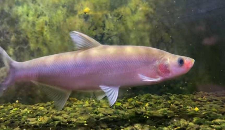翹嘴龍魚的價格是多少？：翹嘴魚的價格因品種、規格和銷售渠道差異較大