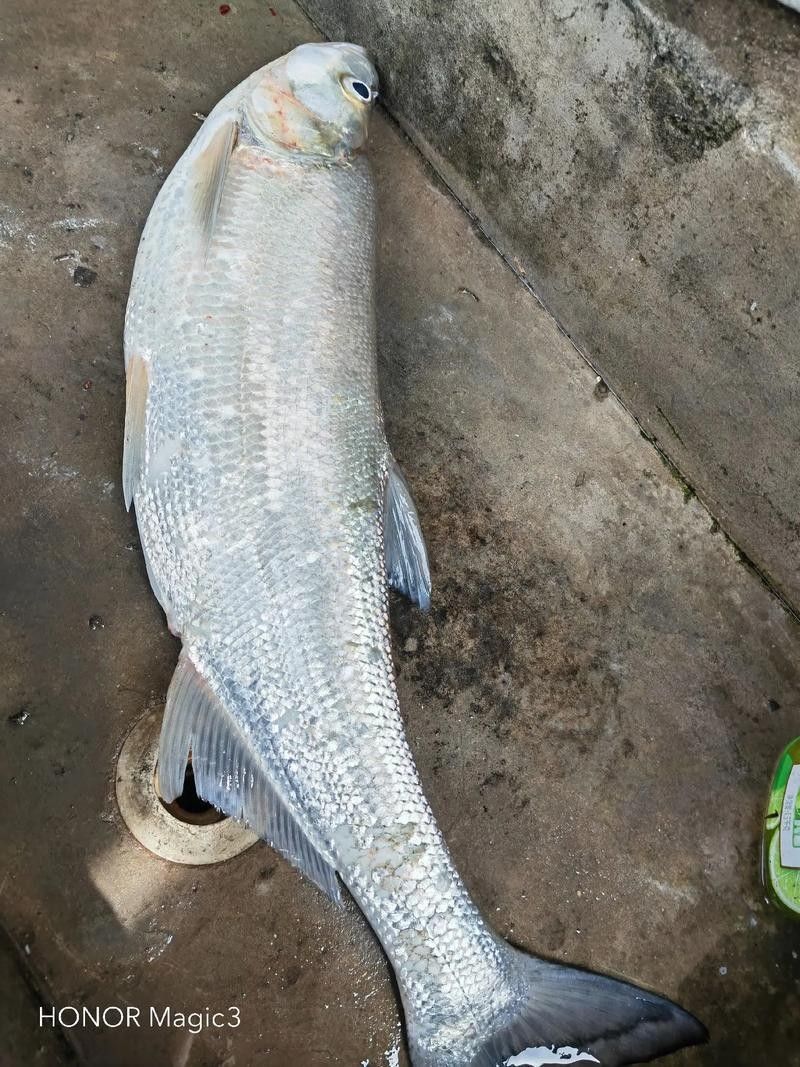 翹嘴龍魚的價格是多少？：翹嘴魚的價格因品種、規格和銷售渠道差異較大