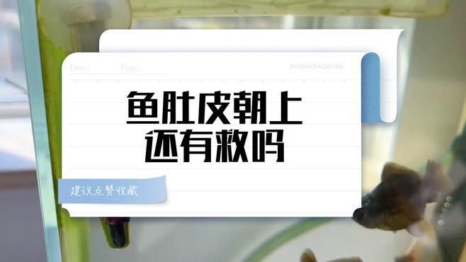 金龍魚翻肚后多久恢復：金龍魚翻肚后恢復時間主要取決于具體原因和及時處理措施
