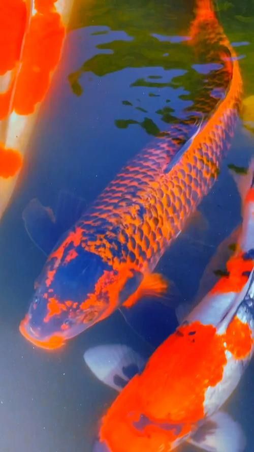 推薦一些高清金龍魚壁紙：金龍魚壁紙推薦