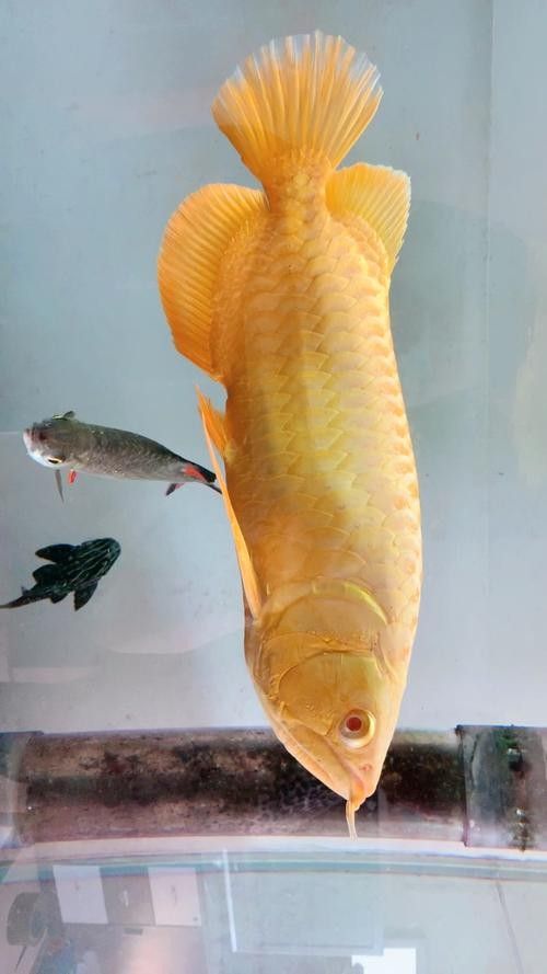 推薦一些高清金龍魚壁紙：金龍魚壁紙推薦
