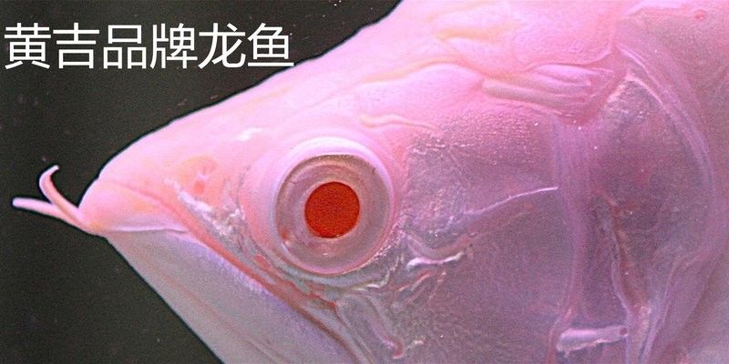 如何在祥龍魚場官網查詢龍魚芯片：印尼紅龍魚怎么查證書