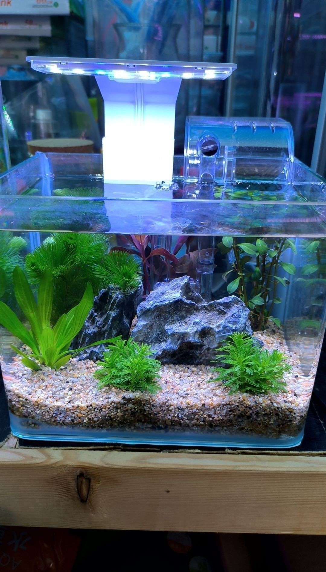 岢嵐哪個(gè)水族館龍魚好？祥龍魚場(chǎng)龍魚：北京岢嵐縣水族館未明確提及“祥龍魚場(chǎng)”或?qū)I(yè)龍魚養(yǎng)殖機(jī)構(gòu)