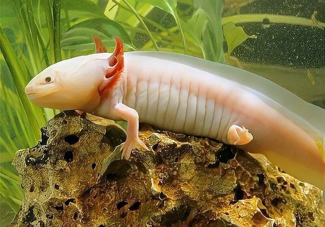 六角龍魚身上爛了會死嗎：六角龍魚死亡前兆汪星社寵物三千問