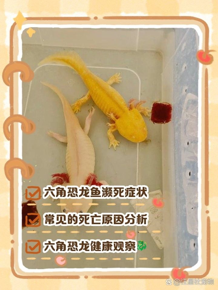 六角龍魚身上爛了會死嗎：六角龍魚死亡前兆汪星社寵物三千問