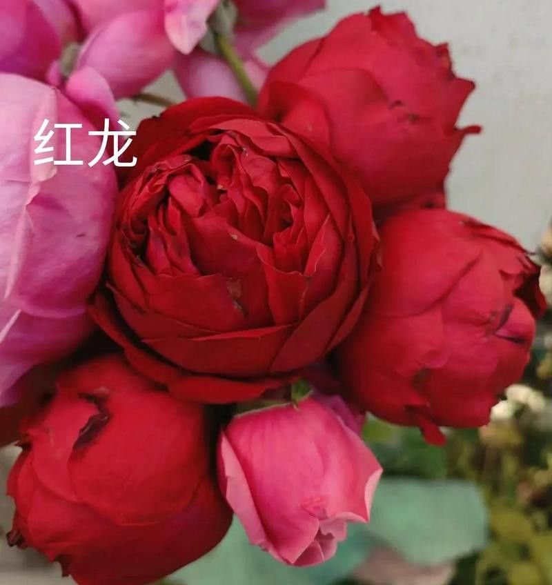 紅龍?jiān)录居心男┏Ｒ?jiàn)病害：月季紅色龍沙寶石的優(yōu)缺點(diǎn)