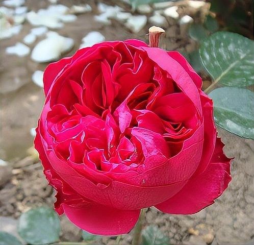 紅龍?jiān)录居心男┏Ｒ?jiàn)病害：月季紅色龍沙寶石的優(yōu)缺點(diǎn)