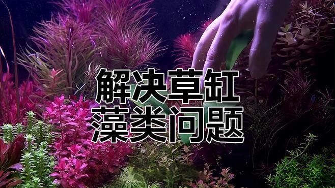 龍魚缸改草缸后如何維護：草缸造景丨草缸維護全解析