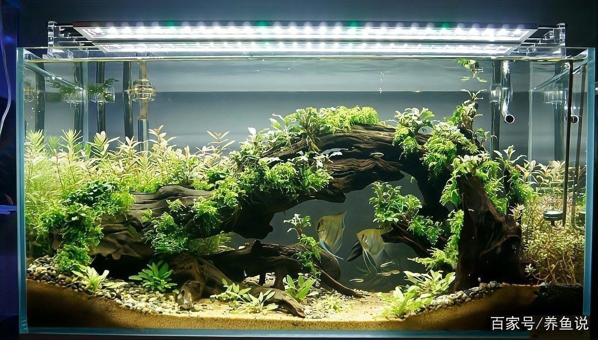龍魚缸改草缸后如何維護：草缸造景丨草缸維護全解析