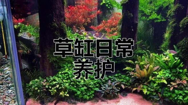 龍魚缸改草缸后如何維護：草缸造景丨草缸維護全解析