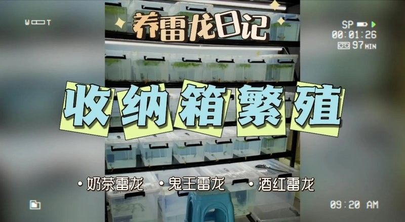 鬼王雷龍魚繁殖需要哪些特殊設備？：雷龍魚養殖必備設備清單,新手必看! 鬼王雷龍魚繁殖需要哪些特殊設備？：雷龍魚養殖必備設備清單,新手必看! 龍魚百科 第9張