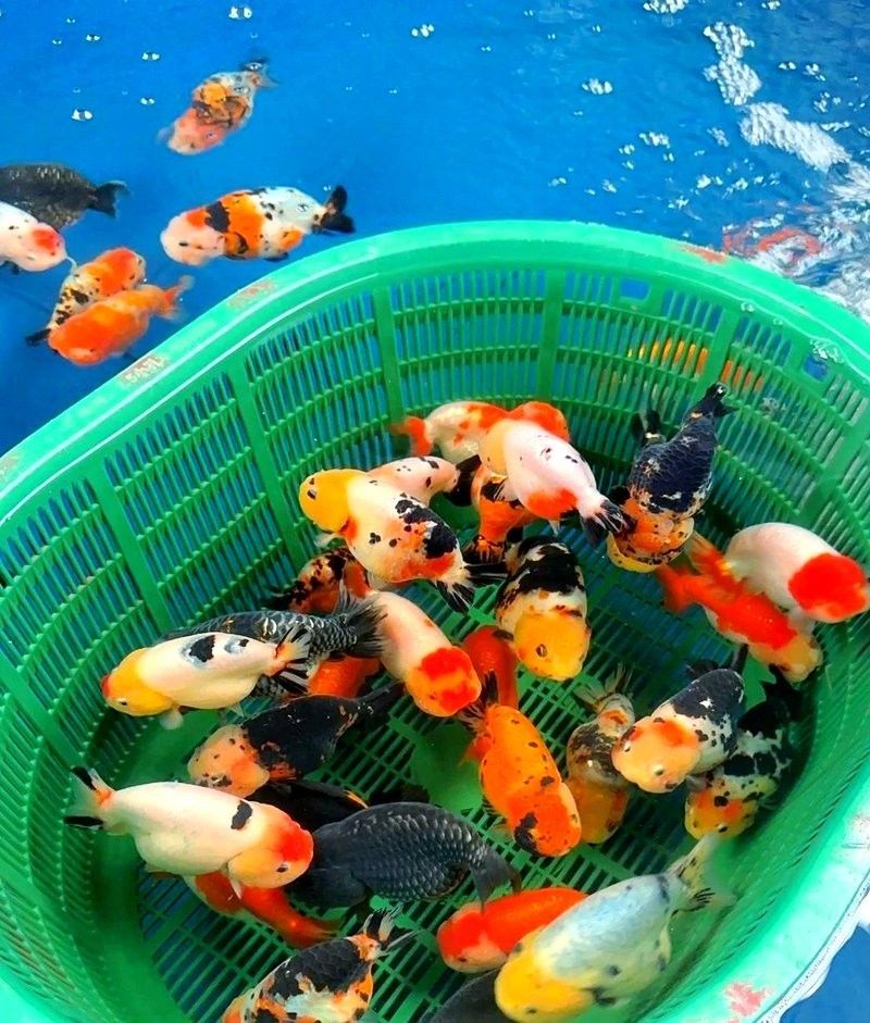 龍魚跳缸后多久可以喂食：龍魚跳缸后如何恢復(fù)喂食