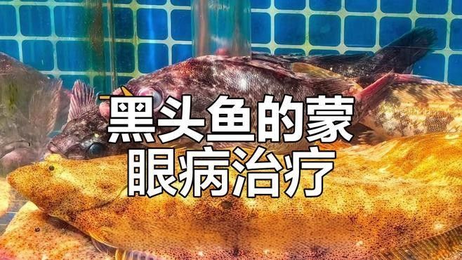 如何預防蒙眼病的傳播？：雷龍魚蒙眼病的成因與治療