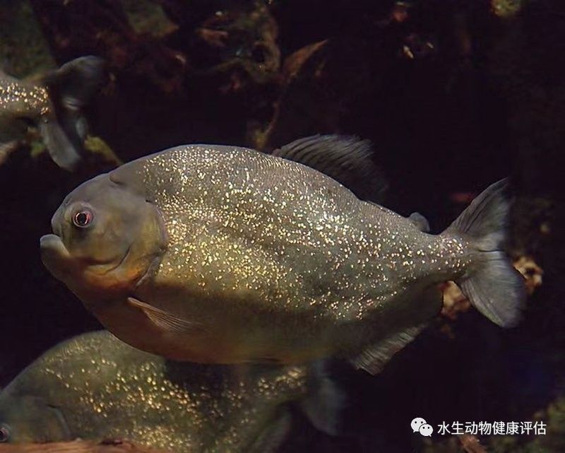 紅腹水虎的攻擊性有多強(qiáng)：南亞馬遜流域三大攻擊性觀賞魚你都養(yǎng)過哪幾種