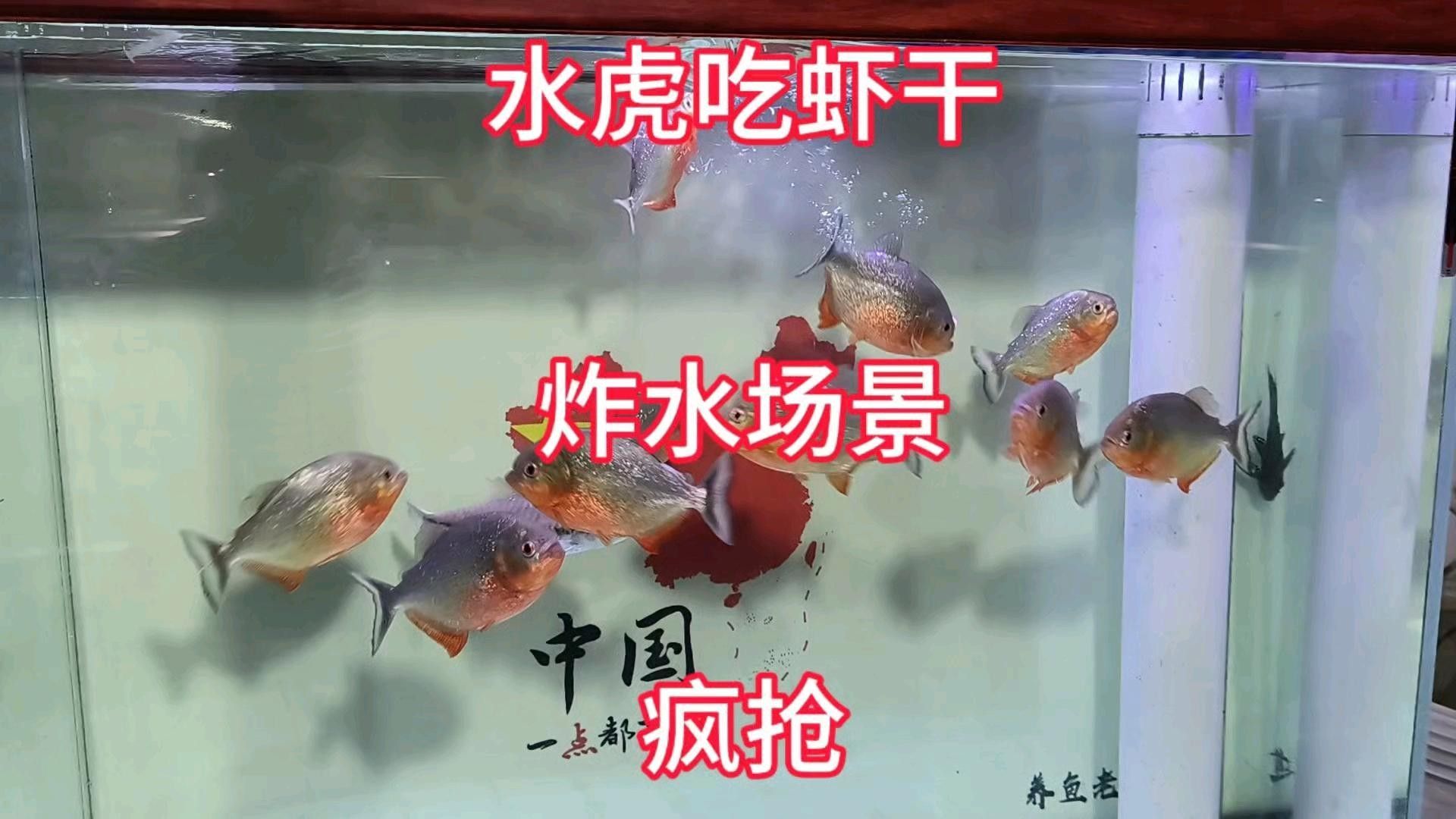 紅腹水虎的攻擊性有多強(qiáng)：南亞馬遜流域三大攻擊性觀賞魚你都養(yǎng)過哪幾種