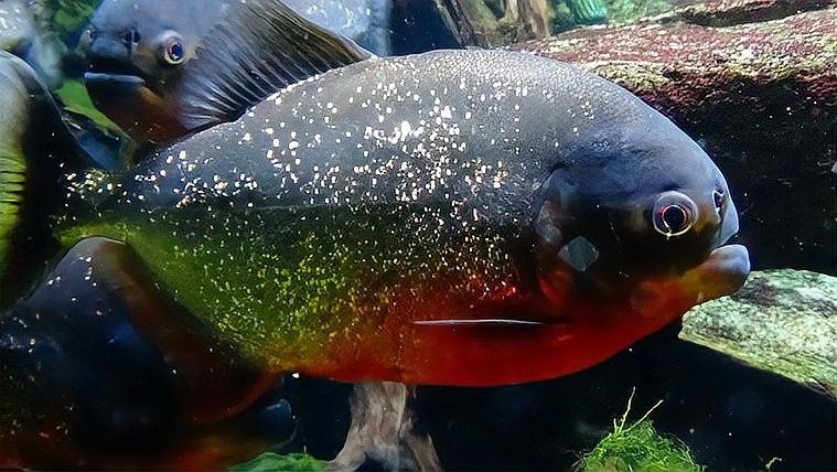 紅腹水虎的攻擊性有多強(qiáng)：南亞馬遜流域三大攻擊性觀賞魚你都養(yǎng)過哪幾種