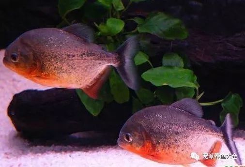 紅腹水虎的攻擊性有多強(qiáng)：南亞馬遜流域三大攻擊性觀賞魚你都養(yǎng)過哪幾種