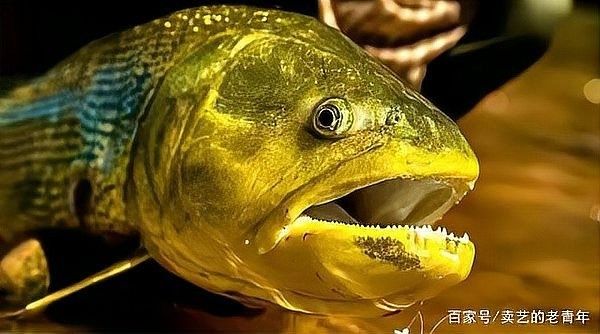 紅腹水虎的攻擊性有多強(qiáng)：南亞馬遜流域三大攻擊性觀賞魚你都養(yǎng)過哪幾種