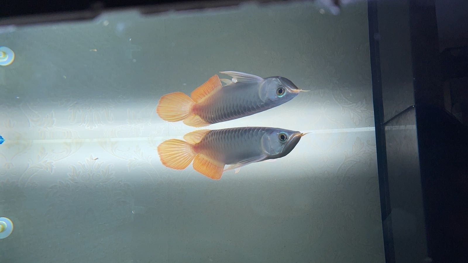 成都龍魚閣的聯(lián)系方式是什么：如何聯(lián)系成都龍魚閣的法定代表人？