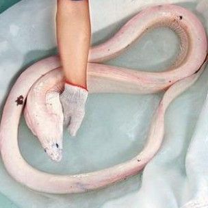 如何區分真假白龍魚：真白龍魚的種類及種類介紹