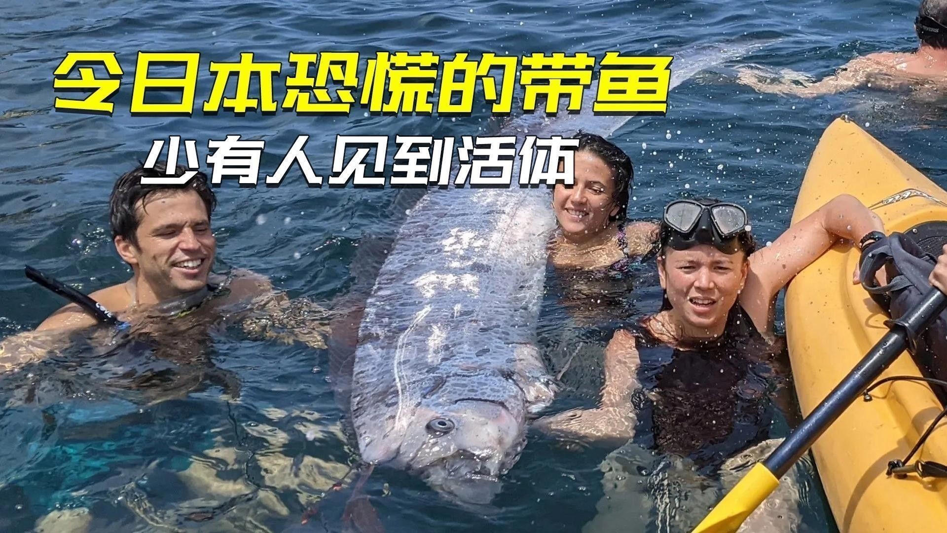 如何區分真假白龍魚：真白龍魚的種類及種類介紹