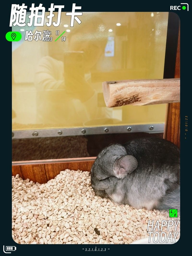 龍魚貓是不是指龍貓：龍貓是什么？