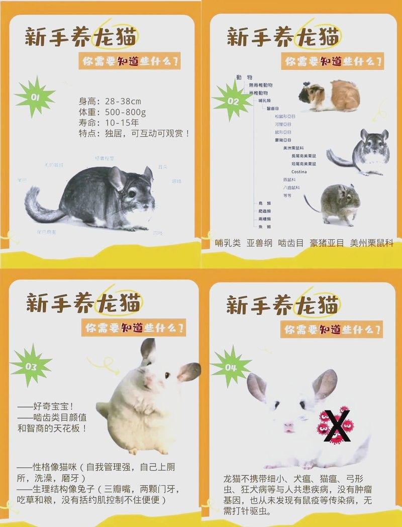 龍魚貓是不是指龍貓：龍貓是什么？