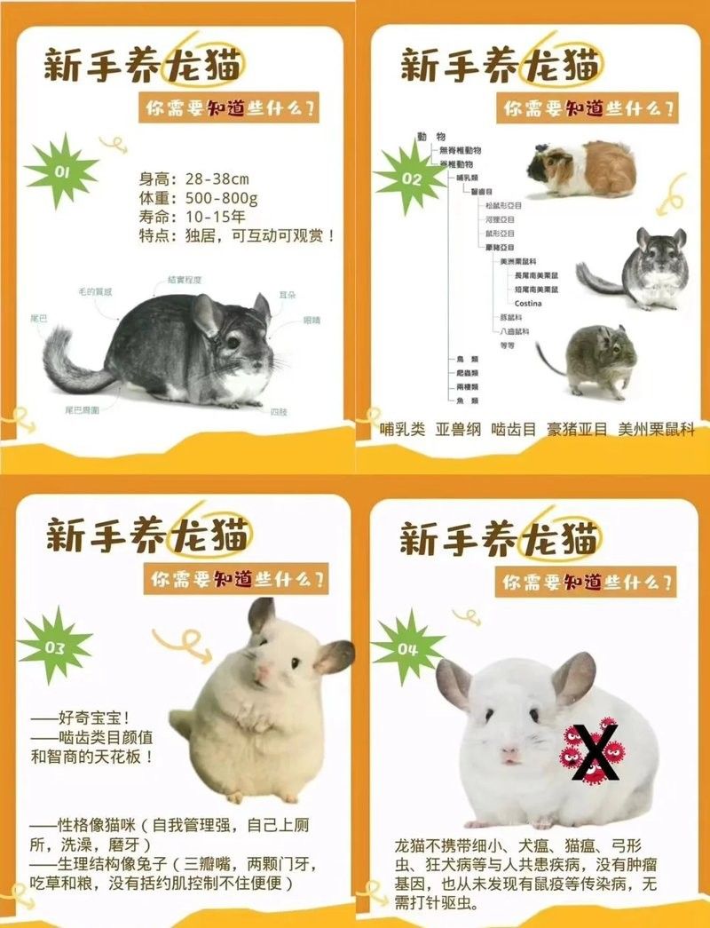 龍魚貓是不是指龍貓：龍貓是什么？