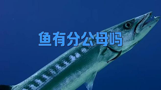 如何區(qū)分斑龍魚(yú)的雌雄？：區(qū)分斑龍魚(yú)（通常指龍魚(yú)）的雌雄可通過(guò)以下特征判斷