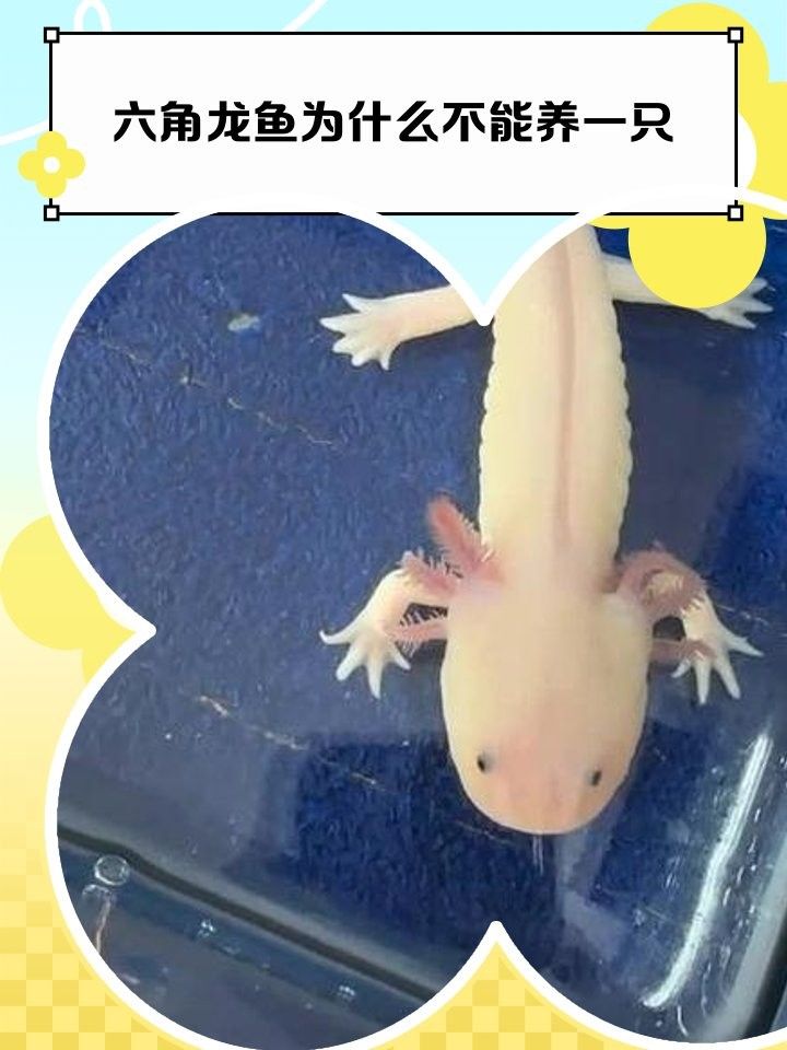 六角恐龍魚混養(yǎng)需要隔離盒嗎：六角恐龍混養(yǎng)是否需要隔離盒需根據(jù)具體情況判斷