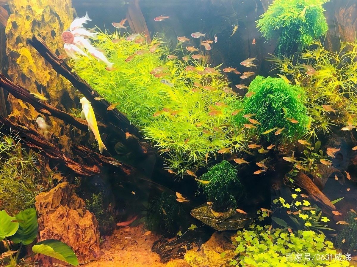 六角恐龍魚混養(yǎng)需要隔離盒嗎：六角恐龍混養(yǎng)是否需要隔離盒需根據(jù)具體情況判斷