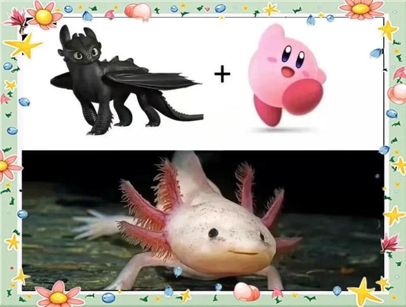 六角恐龍魚混養(yǎng)需要隔離盒嗎：六角恐龍混養(yǎng)是否需要隔離盒需根據(jù)具體情況判斷