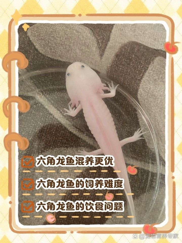 六角恐龍魚混養(yǎng)需要隔離盒嗎：六角恐龍混養(yǎng)是否需要隔離盒需根據(jù)具體情況判斷