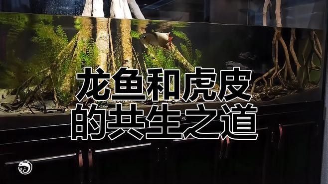 虎皮恐龍魚可以混養嗎：虎皮恐龍魚與小型恐龍魚的混養可行性需綜合考慮以下因素