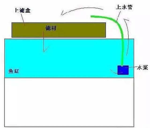 龍魚混養(yǎng)需要多大的過濾桶：如何選擇適合龍魚混養(yǎng)的過濾桶？