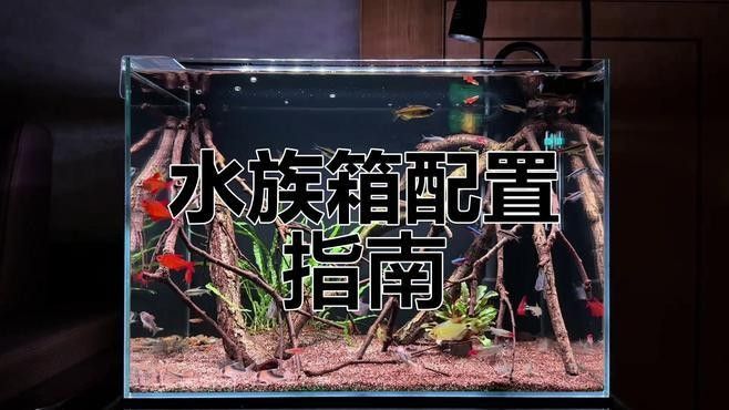 龍魚混養(yǎng)需要多大的過濾桶：如何選擇適合龍魚混養(yǎng)的過濾桶？
