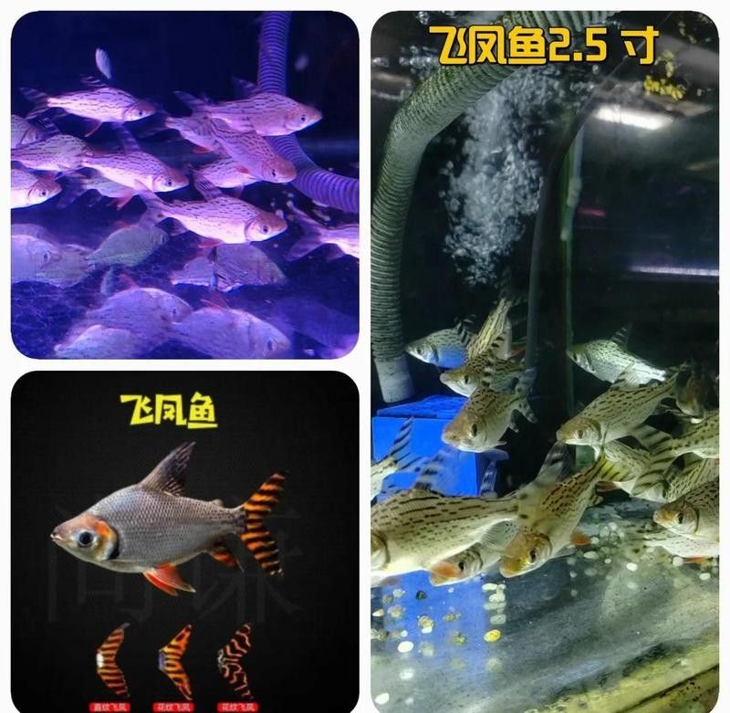 如何避免飛鳳魚吸食虎紋恐龍魚？：飛鳳魚吸食行為通常針對體弱或患病的魚