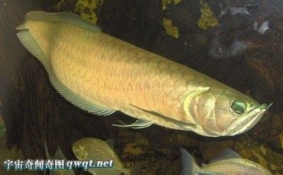 龍魚(yú)在野外有哪些天敵：龍魚(yú)在野外是哪些天敵？