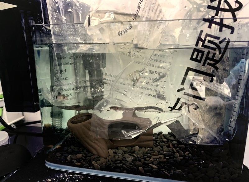 哪里可以購(gòu)買到草繩恐龍魚？：關(guān)于草繩恐龍魚的購(gòu)買渠道及商品信息整理：clcey草種旗艦店 哪里可以購(gòu)買到草繩恐龍魚？：關(guān)于草繩恐龍魚的購(gòu)買渠道及商品信息整理：clcey草種旗艦店 龍魚百科 第12張