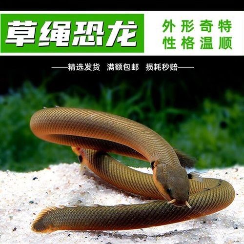 哪里可以購(gòu)買到草繩恐龍魚？：關(guān)于草繩恐龍魚的購(gòu)買渠道及商品信息整理：clcey草種旗艦店 哪里可以購(gòu)買到草繩恐龍魚？：關(guān)于草繩恐龍魚的購(gòu)買渠道及商品信息整理：clcey草種旗艦店 龍魚百科 第2張